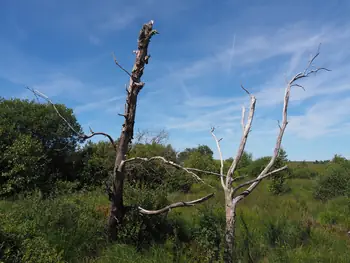 Signal de Botrange (België)